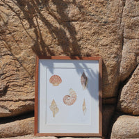 Conchitas