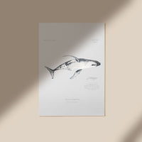 Ballena Jorobada / Megaptera novaeangliae