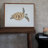 Tortuga Verde / Chelonia mydas