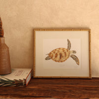 Tortuga Verde / Chelonia mydas