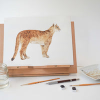Puma / Puma concolor