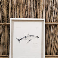 Ballena Jorobada / Megaptera novaeangliae