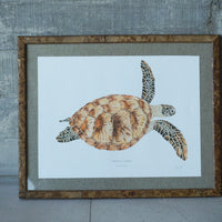 Tortuga Verde / Chelonia mydas