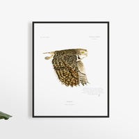 Pequén / Athene cunicularia