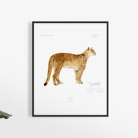 Puma / Puma concolor